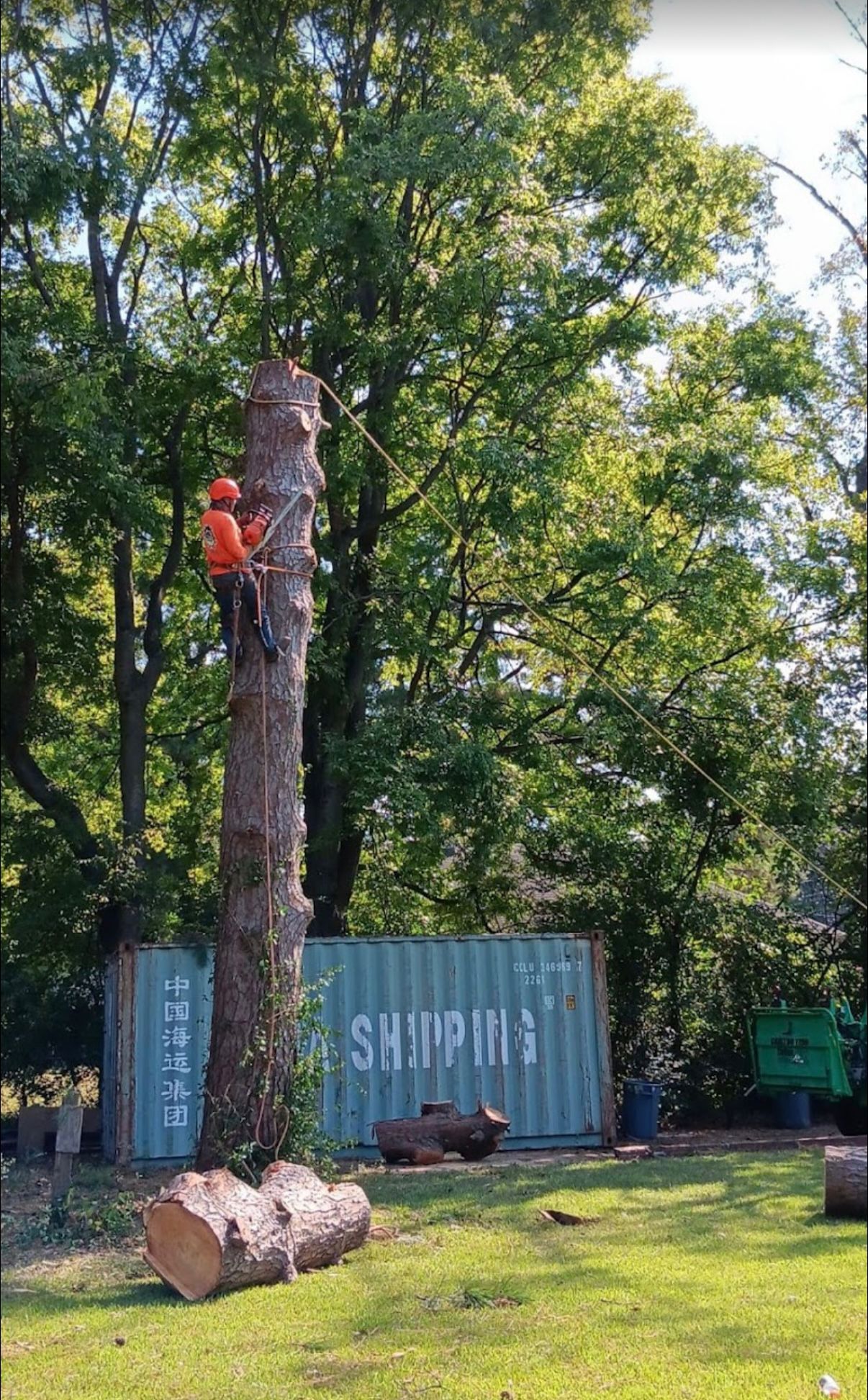 Clean professional tree cut