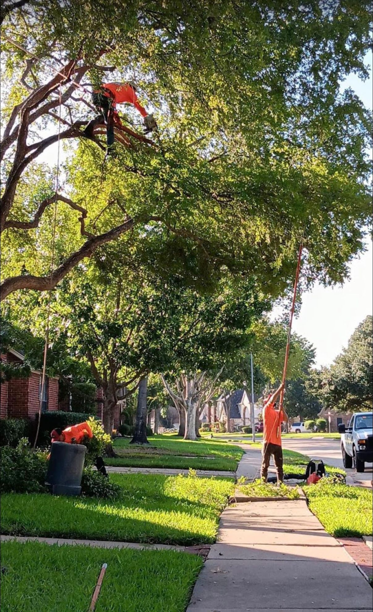 Tree Trimming by D Tree Service Houston