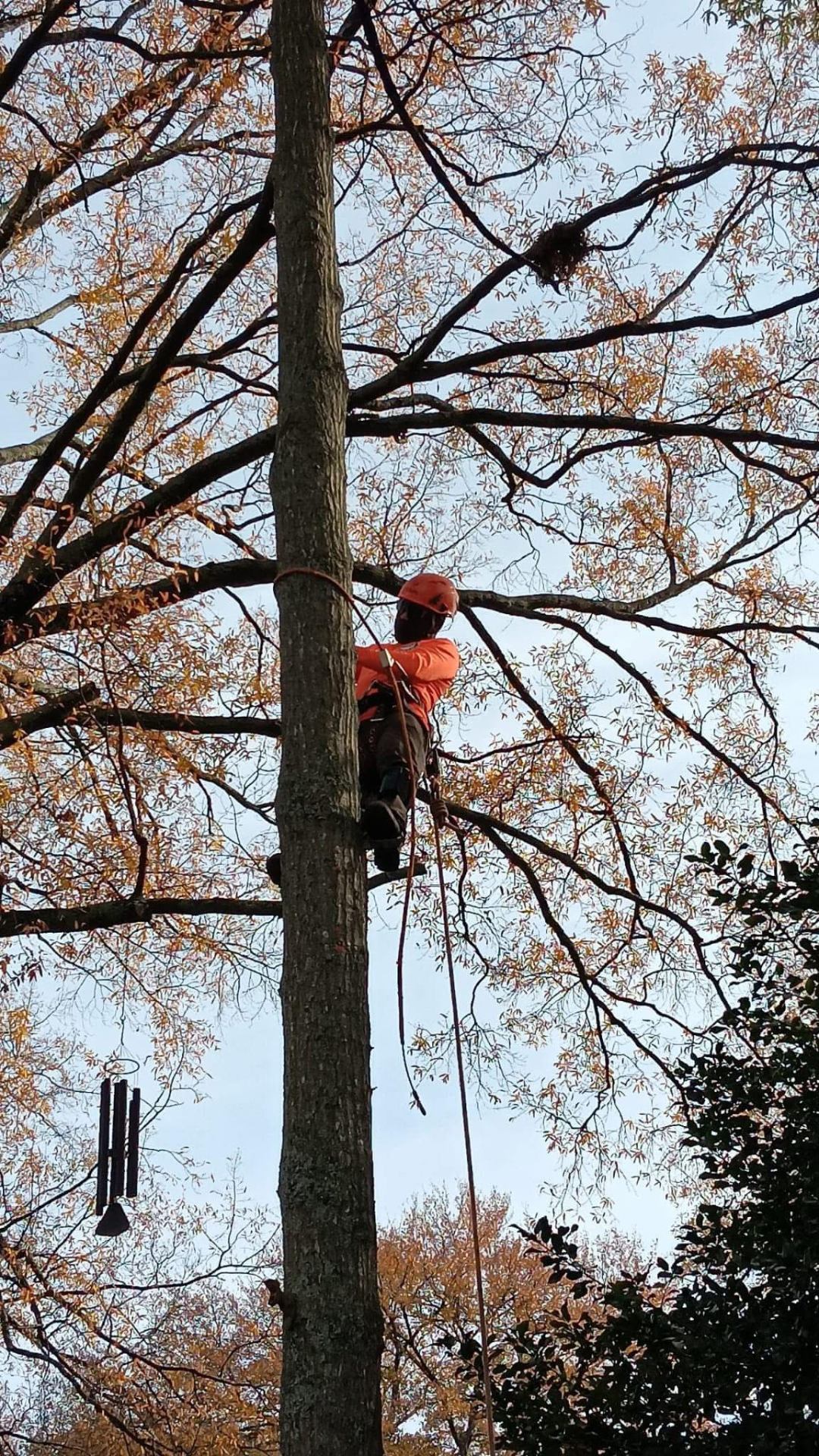 D Tree Service recent job 1