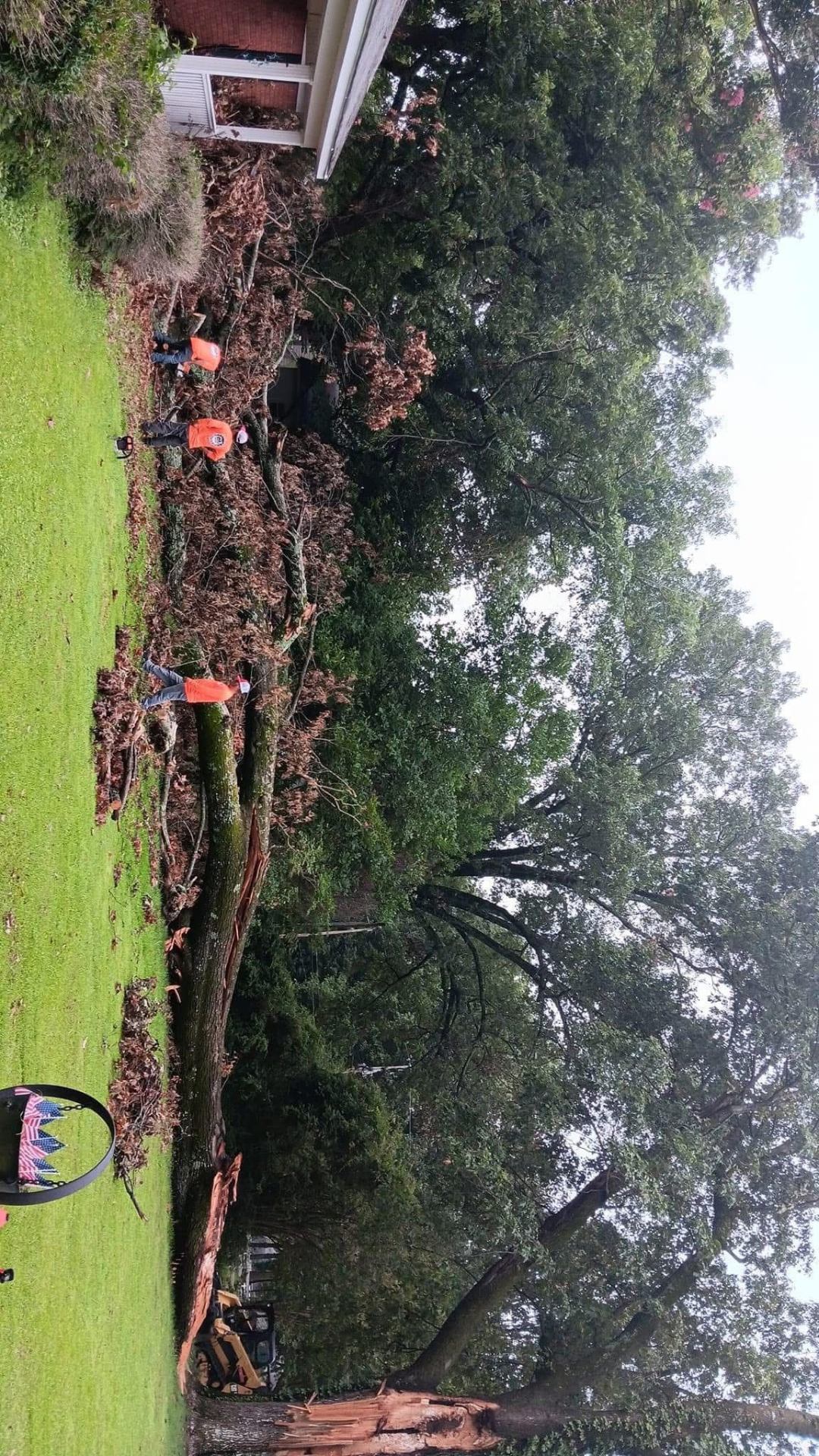 D Tree Service recent job 4