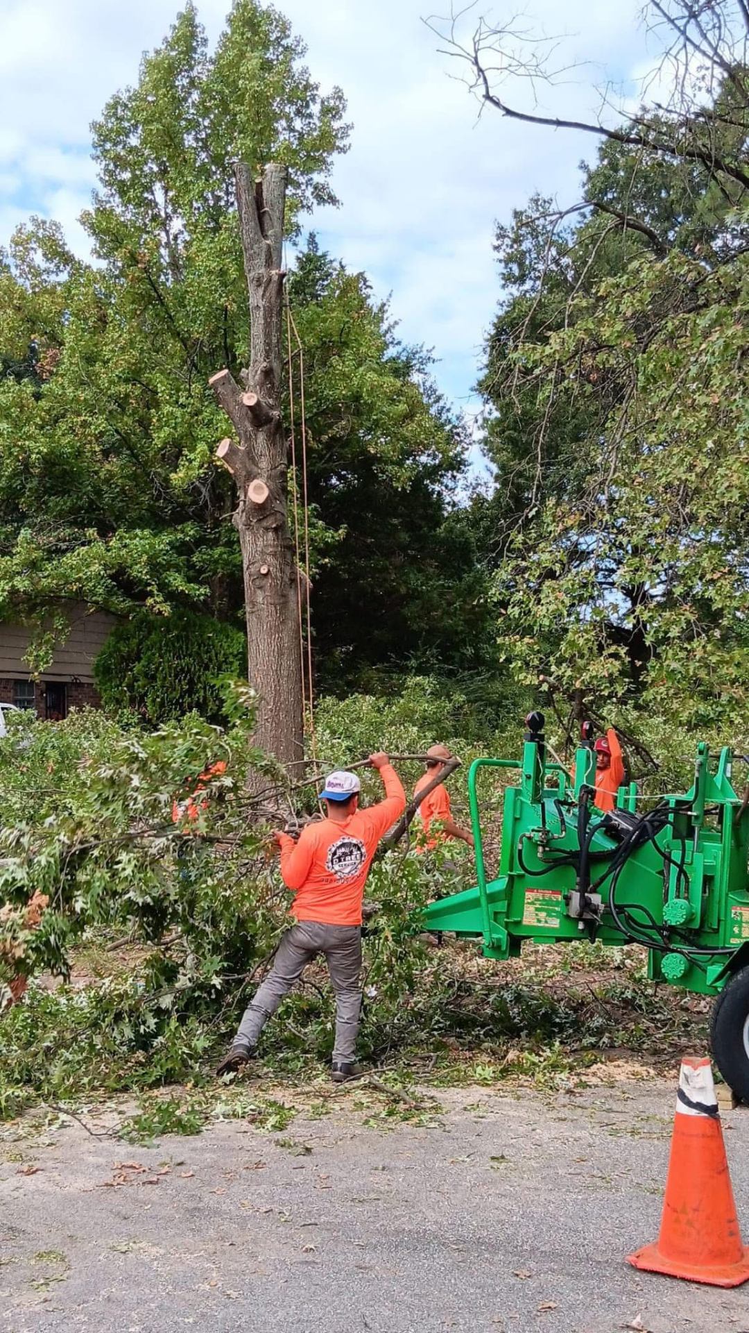 D Tree Service recent job 3